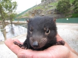 Tasmanian Devil at Bonorong Wildlife Park in Tasmania